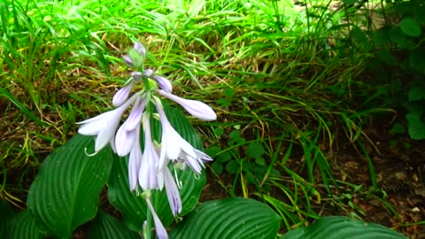 Plantain Lilies