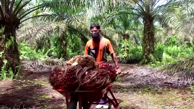 Indonesia bans palm oil exports