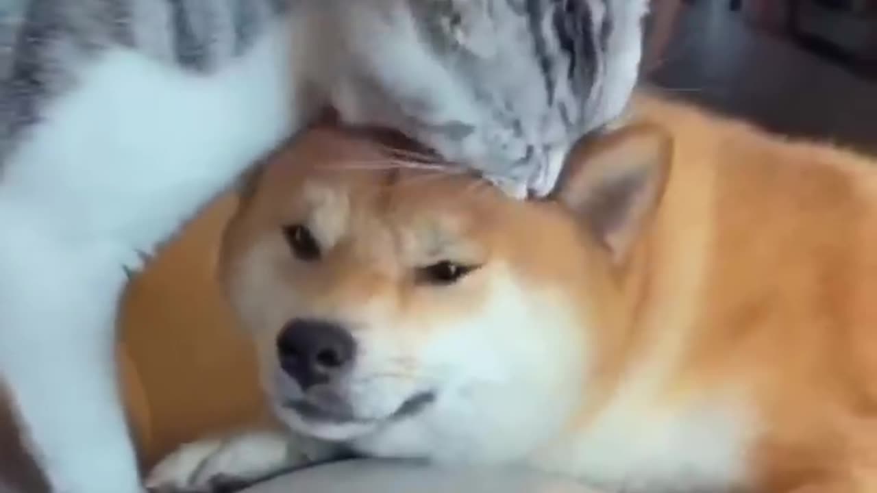 Unlikely Friendship_ Astonishing Cat and Dog Duo! Short