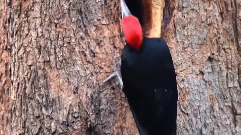 Woodpecker on tree 😯