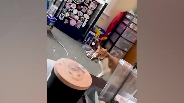 Cats and dogs 2022/ funniest Animals video
