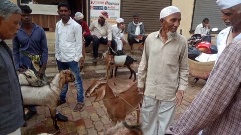 Goat market