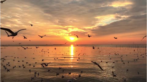 Lynyrd Skynyrd - Freebird 1973