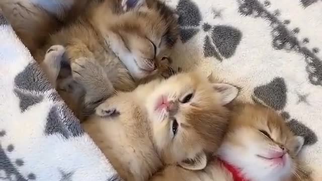 Funny Animals Series 107