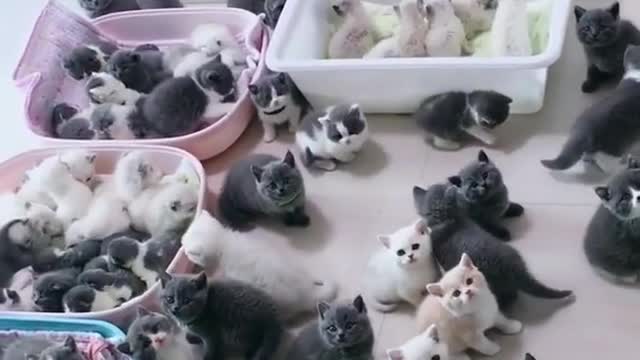 OMG So Cute Cats ♥ Best Funny Cat ❤️🐈Videos 2021 #shorts