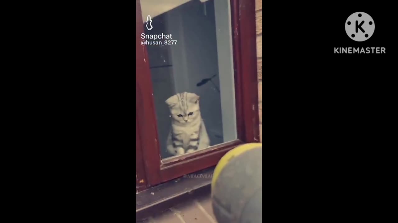 Cute cats funny moments | Cats video