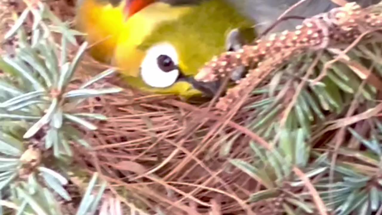 white eye zosterops in same nest as pekin robin bird