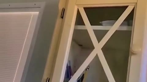 funny animals pet