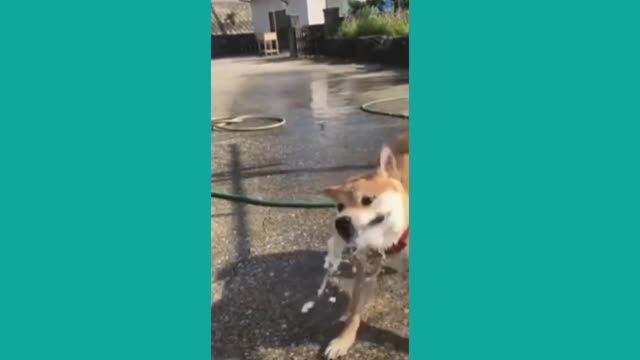 Funniest Dog Videos 2022 | Funny Animal Videos