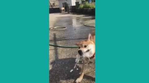 Funniest Dog Videos 2022 | Funny Animal Videos