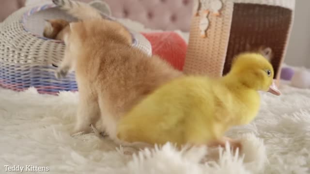 The ducks and the little kittens are pals.