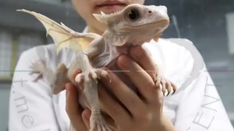 Real Baby Dragon formed from Eggs.