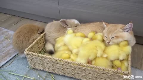 Cat and the chicks