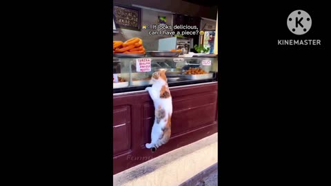 Pets animals funny scenes #shorts #cats