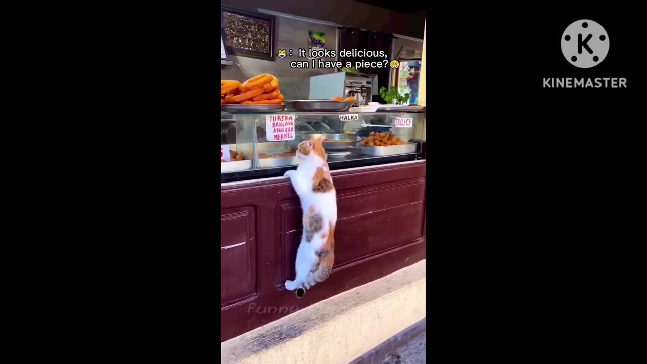 Pets animals funny scenes #shorts #cats