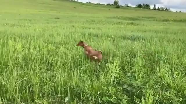 Kangaroo or Dog??