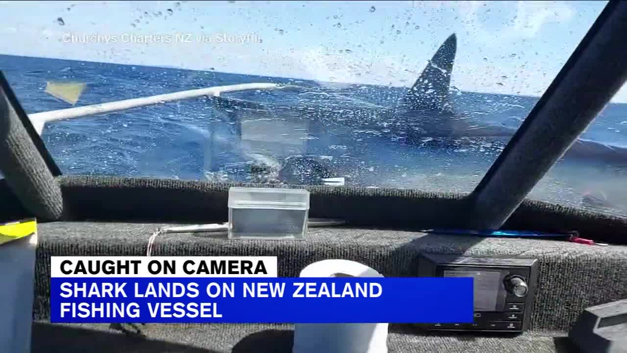 Shark jumps aboard New Zealand fishermen's boat