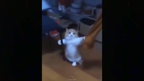 OMG cute little bubby cat