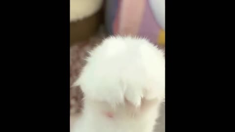 Cute Baby Animals videos