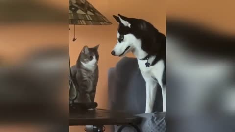 Fighting cat