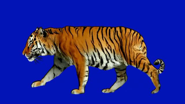 composite walking tiger animal