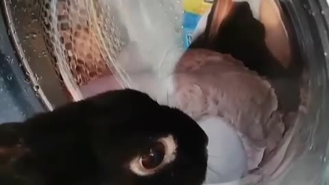 CUTE RABBITb