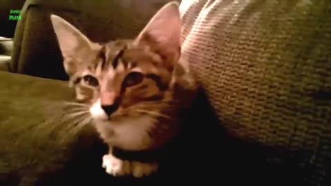 Funny lovely cats video 😺🐈.... 😊 Fun