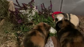 My Guinea pigs enjoying some fresh basil and parsley