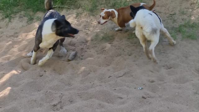 akita vs pitbull