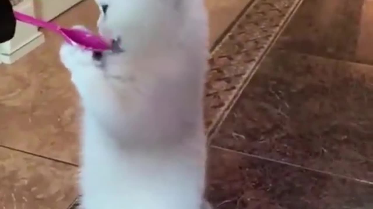 funny animals #shorts