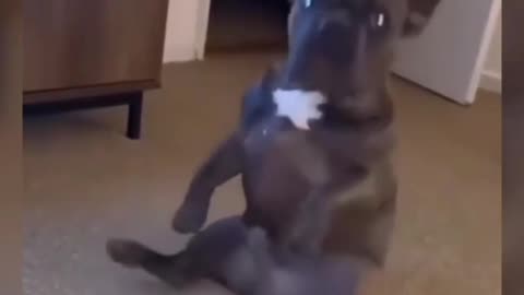 Dog🐕 Dancing