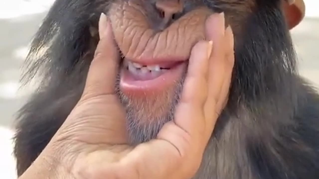 Person playing with monkey