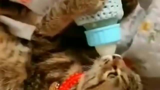 Funny video of cat best moments 🤣🤣 || like | share | subscribe