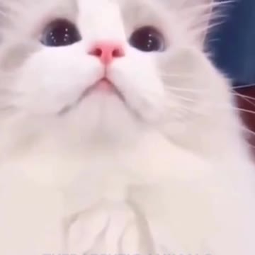 📸🌟Photogenic Cat🌟📸 ماشااللہ #shorts #viralcat #animals