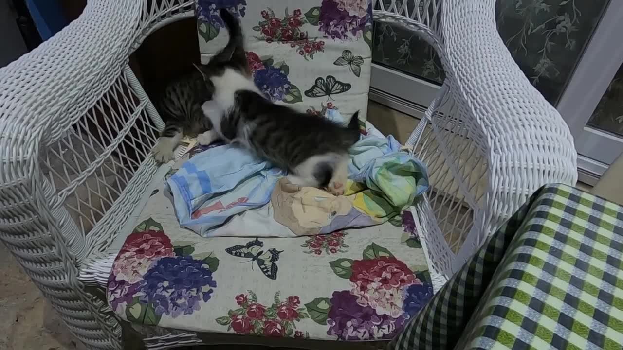 Cute kittens want to play more at night