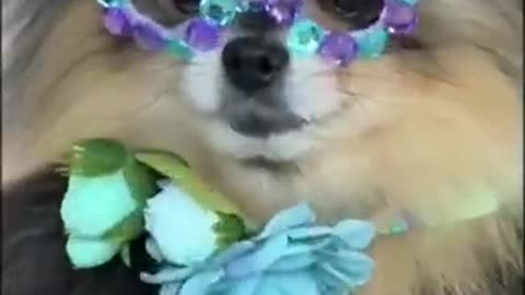 Funny animal videos 🤣🤣 #shorts #shortsvideos # trending