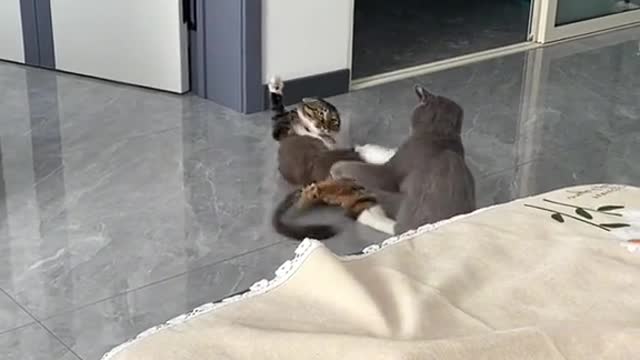 505_#catfight #cats #catsoftiktok