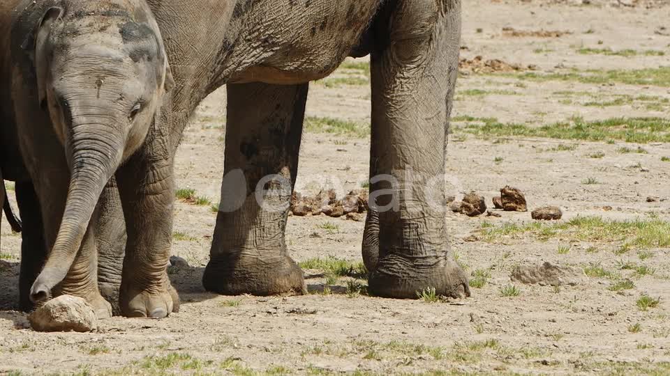 Mammal Animal Elephant In Nature 2