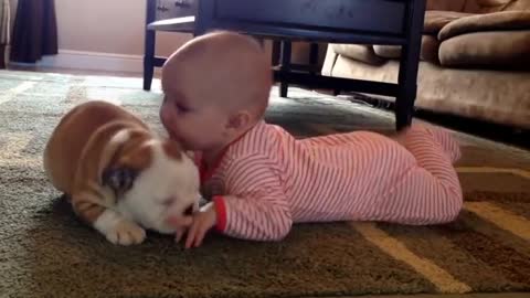 Bulldog puppy kissing the baby