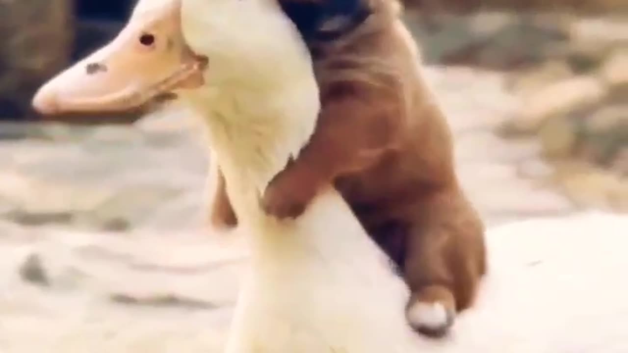 Friend with dog