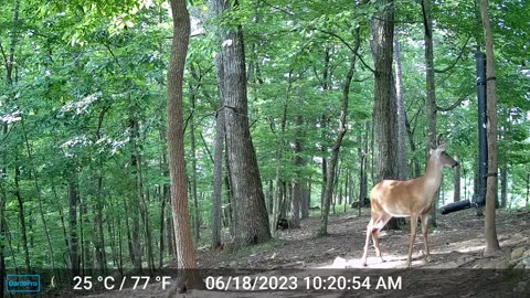 The Woods – 06/19/2023