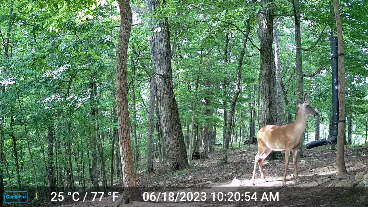 The Woods – 06/19/2023