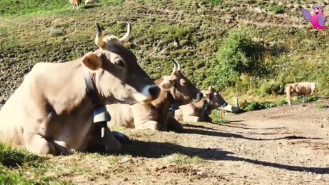 COW VIDEO 🐮🐄 COWS MOOING AND GRAZING IN A FIELD 🐄🐮