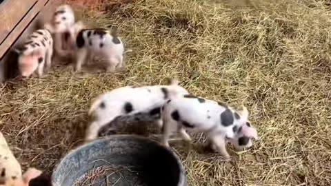 Cute baby pig#piglet #pig #babypig