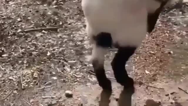 Wonders of the World 1