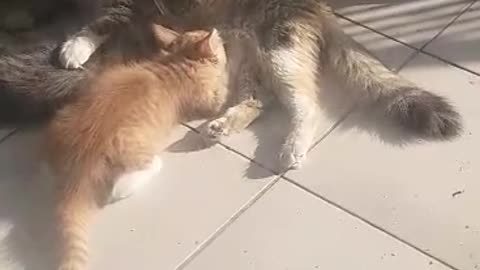 My cat and its kitten