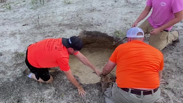 Good Samaritans Rescue Deer From Sinkhole