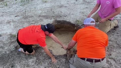 Good Samaritans Rescue Deer From Sinkhole