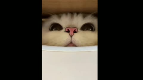 Best of the 2022 Funny Cat Video