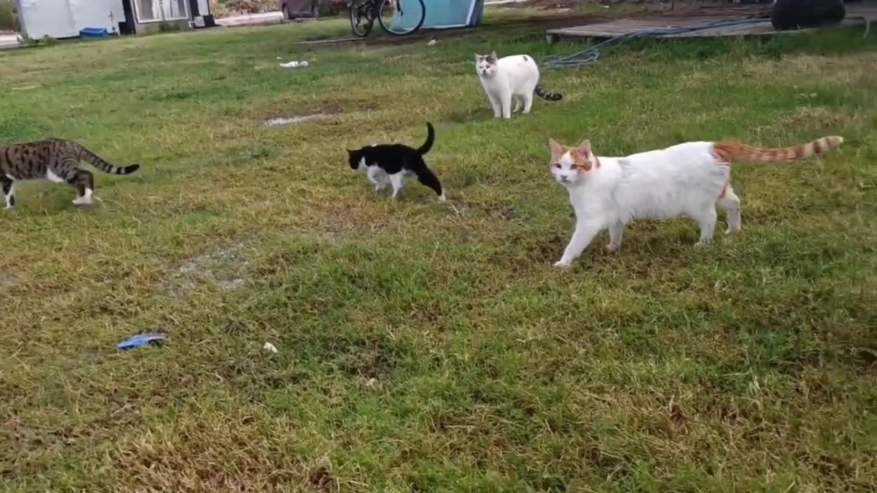 Feral cats could not approach the man through puddles in the grass, then he came and fed